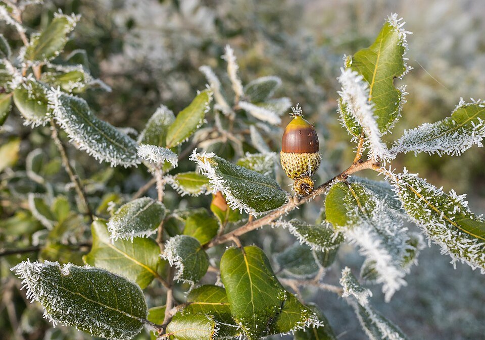 Een close-up van een steeneikboom met winterhardheid op kleigrond.