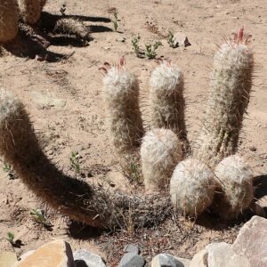 Oreocereus trollii cactus met lange stekelige stelen en witte pluizige plukken.