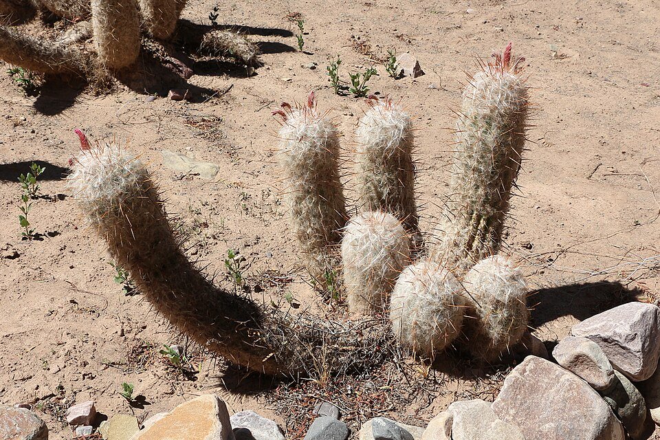 Oreocereus trollii cactus met lange stekelige stelen en witte pluizige plukken.