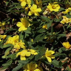 Winterjasmijn bloeit in een park in Xalapa, met gele bloemen.