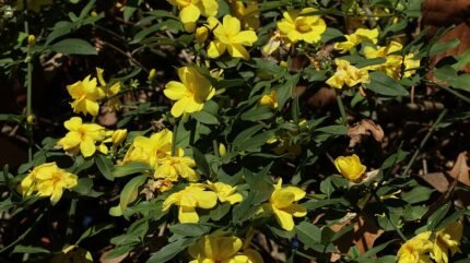 Winterjasmijn bloeit in een park in Xalapa, met gele bloemen.