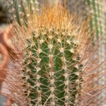 Jasminocereus cactus met lange, slanke groene stelen en witte bloemen in bloei.