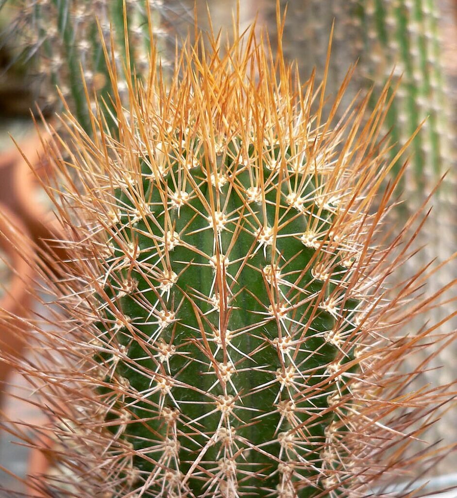 Jasminocereus cactus met lange, slanke groene stelen en witte bloemen in bloei.