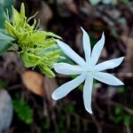 Jasminum multipartitum bloeiende witte bloemen op groene bladeren tegen onscherpe achtergrond.