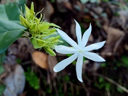 Jasminum multipartitum bloeiende witte bloemen op groene bladeren tegen onscherpe achtergrond.