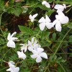 Witte bloeiende Jasminum officinale plant tegen groene bladeren.