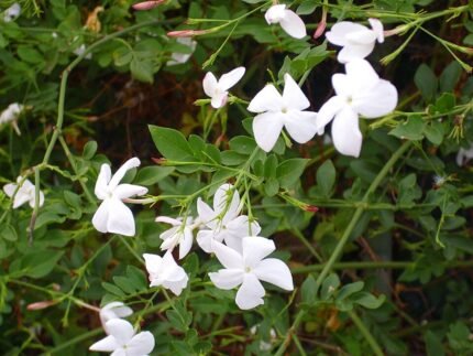 Witte bloeiende Jasminum officinale plant tegen groene bladeren.