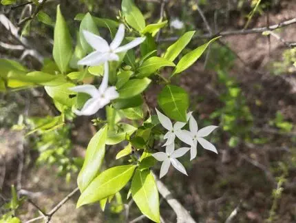 Arabische jasmijn met witte bloemen en groene bladeren.