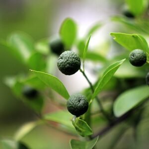 Rijpe Citrus amblycarpa op groene tak, heldere oranje kleur.