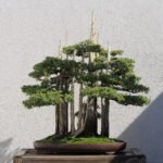 Bonsai boomsculptuur van John Naka met diverse groene bladeren en stenen.