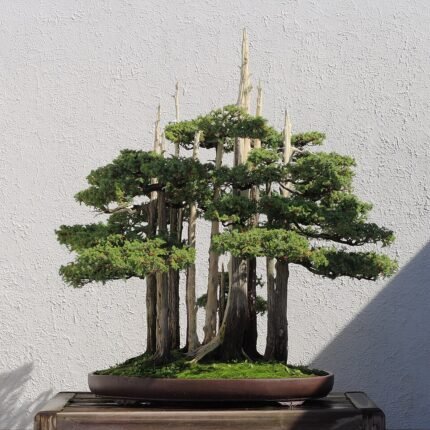 Bonsai boomsculptuur van John Naka met diverse groene bladeren en stenen.