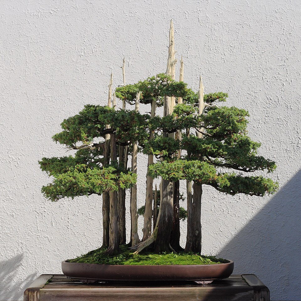 Bonsai boomsculptuur van John Naka met diverse groene bladeren en stenen.