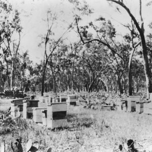 Eucalyptus populnea bomen onder de zon met ruwe schors en zilverachtige bladeren.