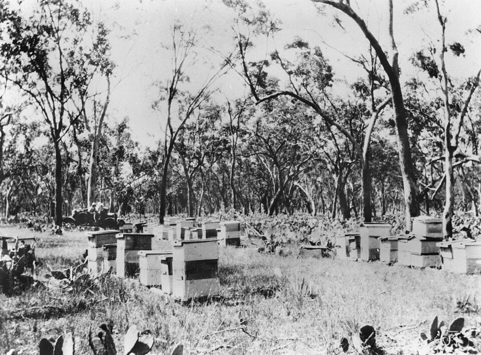 Eucalyptus populnea bomen onder de zon met ruwe schors en zilverachtige bladeren.