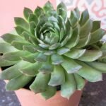 Sempervivum ×giuseppii plant in terracotta pot with groene rozetten en rode puntjes.