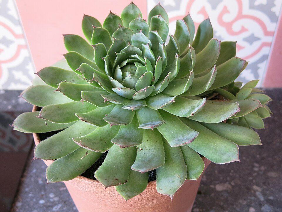 Sempervivum ×giuseppii plant in terracotta pot with groene rozetten en rode puntjes.