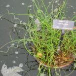Juncus effusus 'Spiralis' plant met gedraaide bladeren en groene kleur.