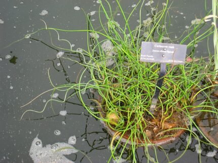 Juncus effusus 'Spiralis' plant met gedraaide bladeren en groene kleur.