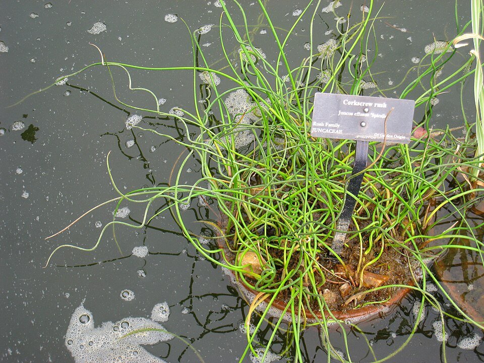 Juncus effusus 'Spiralis' plant met gedraaide bladeren en groene kleur.