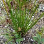 Juncus Effusus plant met lange groene bladeren op een witte achtergrond.