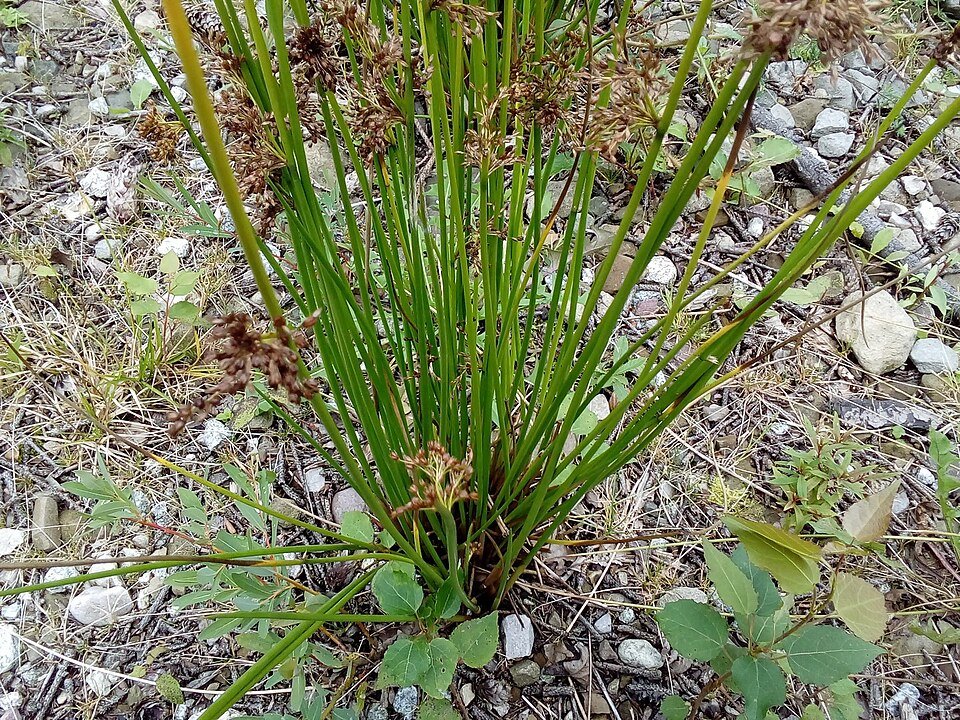 Juncus Effusus plant met lange groene bladeren op een witte achtergrond.