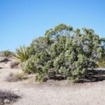 Juniperus californica vrouwelijke plant met groene naalden op kleigrond.
