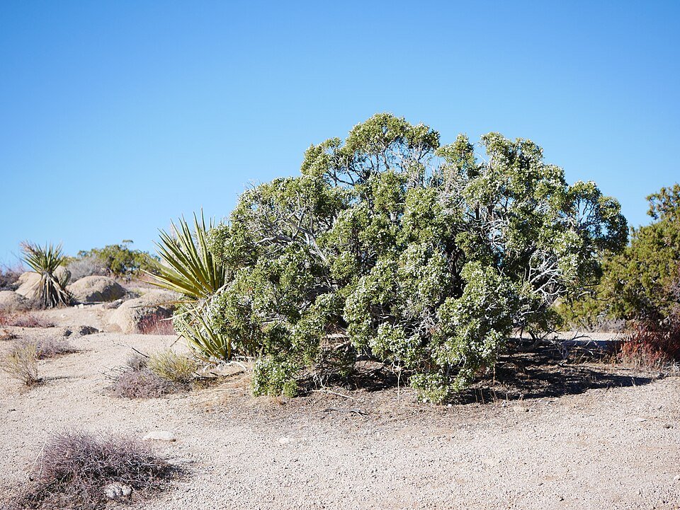 Juniperus californica vrouwelijke plant met groene naalden op kleigrond.