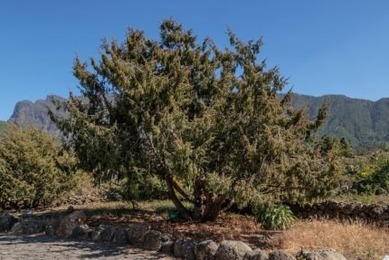 Juniperus cedrus plant met groene naalden en kegels.