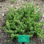 Juniperus rigida met smaragdgroene bladeren en spiraalvormige groeiwijze in botanische tuin.