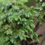 Juniperus squamata var. Wilsonii in Zuid-Korea gekweekt.