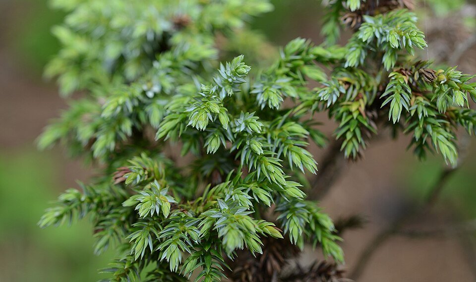 Juniperus squamata var. Wilsonii in Zuid-Korea gekweekt.