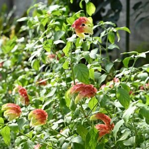 Rode Beloperone plant in Mito Botanical Garden, Japan.