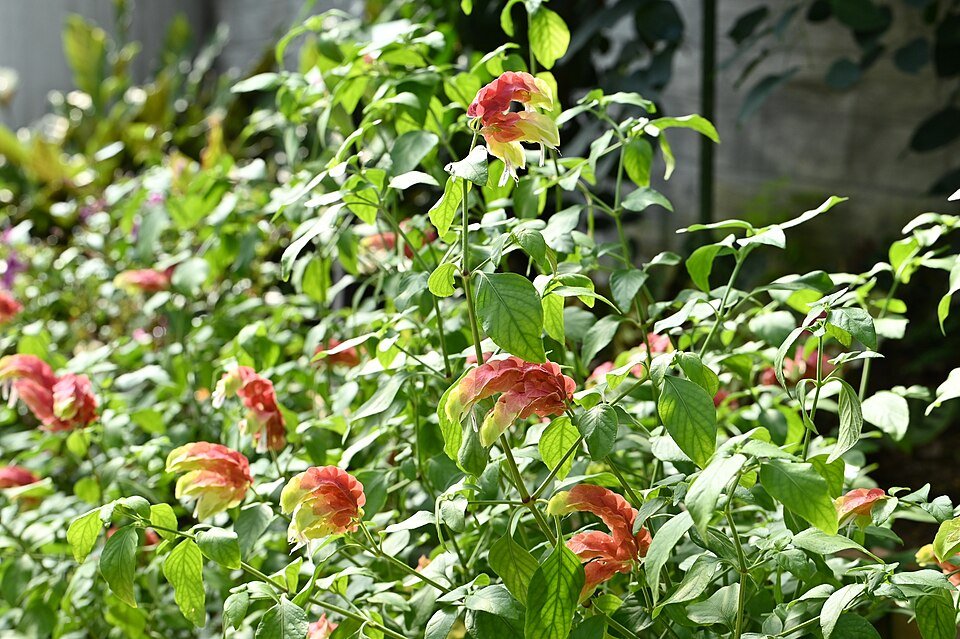 Rode Beloperone plant in Mito Botanical Garden, Japan.