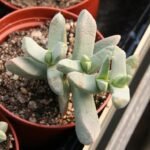 Juttadinteria deserticola succulente plant met vlezige groene bladeren in een ronde opstelling.