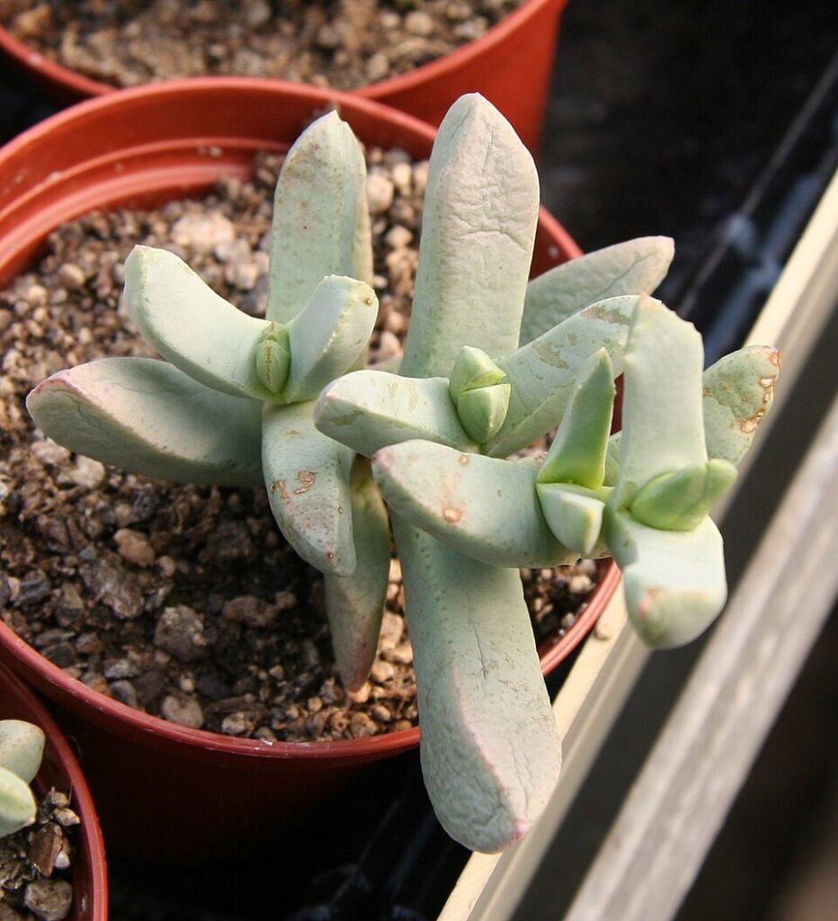 Juttadinteria deserticola succulente plant met vlezige groene bladeren in een ronde opstelling.