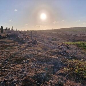 Melocactus macracanthos cactus met rode stekels en woestijnlandschap.