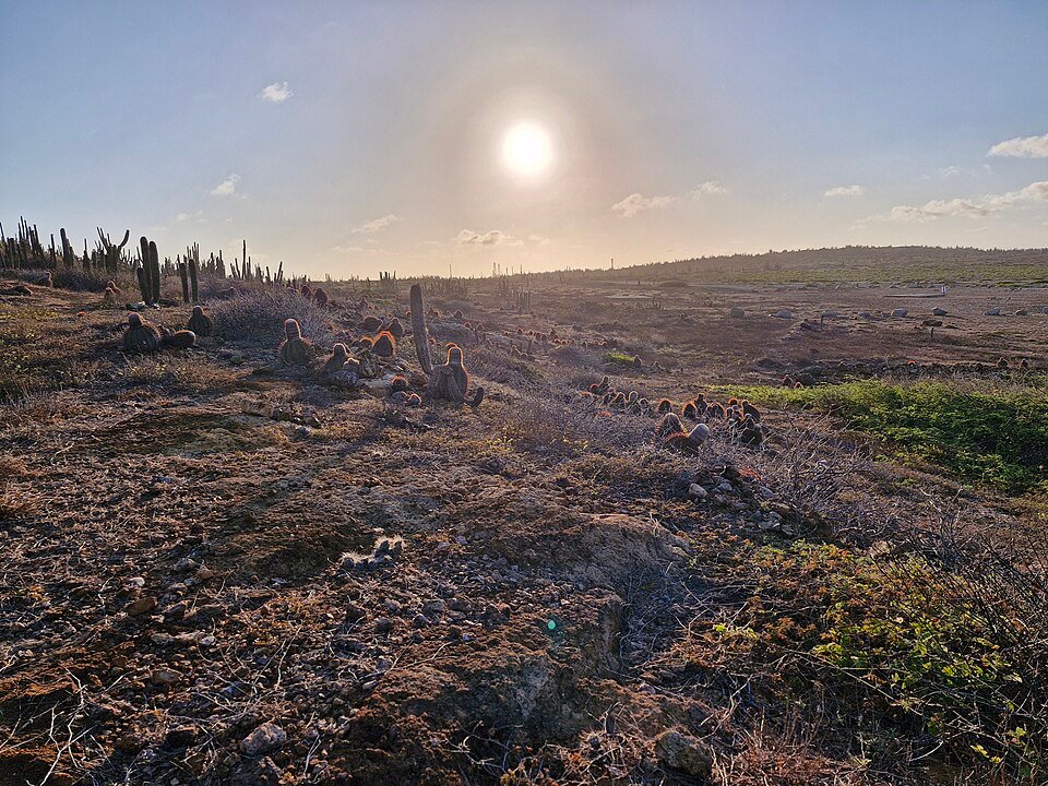 Melocactus macracanthos cactus met rode stekels en woestijnlandschap.