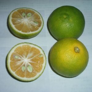 Kabosu citrusfruit met groene schil en textuur, ideaal voor schaduwrijke groeiomstandigheden.