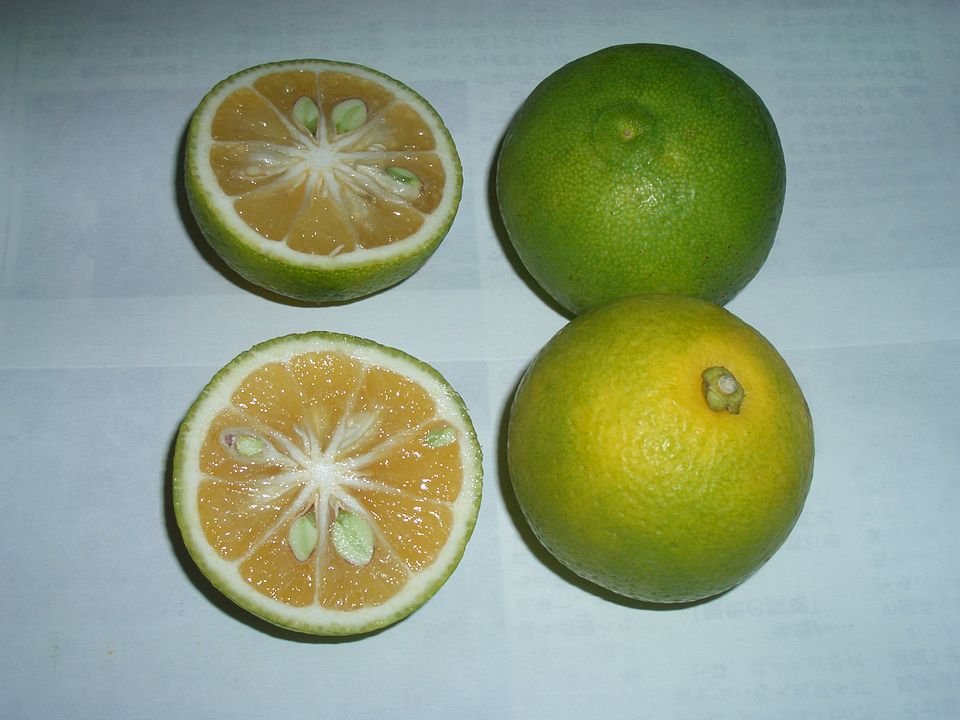 Kabosu citrusfruit met groene schil en textuur, ideaal voor schaduwrijke groeiomstandigheden.