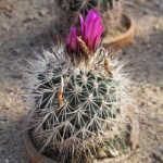 Kadenicarpus horripilus cactus met pluizige witte stekels in een pot.