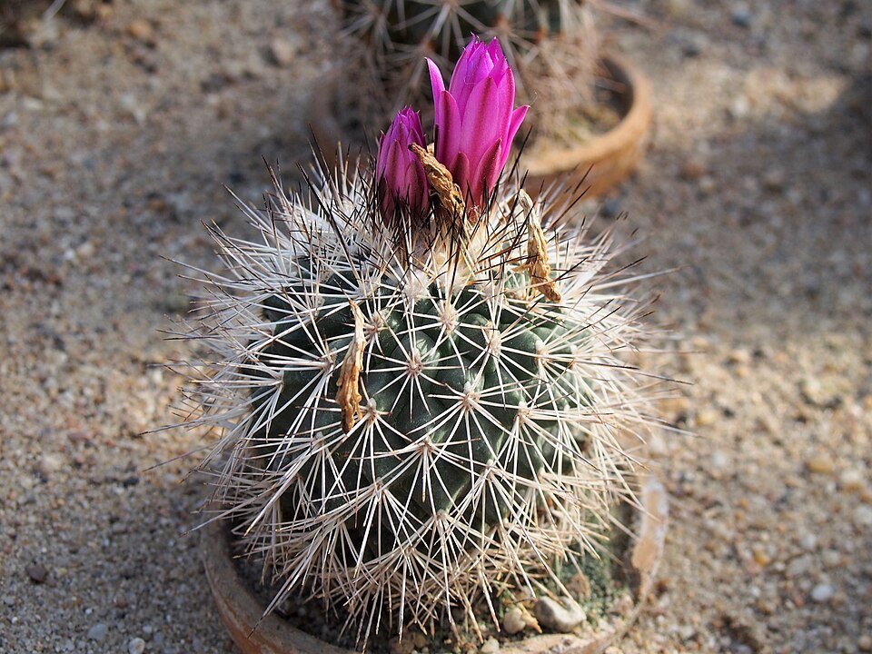 Kadenicarpus horripilus cactus met pluizige witte stekels in een pot.