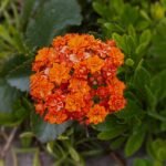Kalanchoe blossfeldiana plant with vibrant blooms in florist setting.