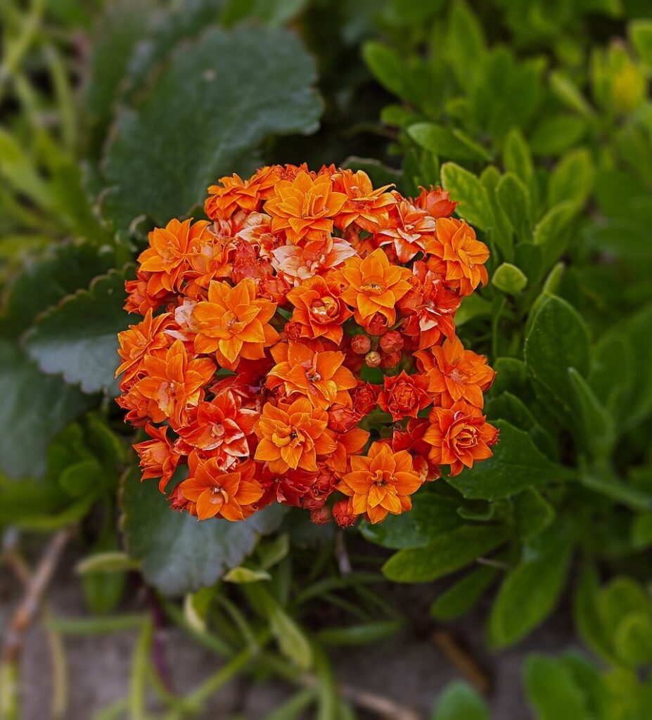 Kalanchoe blossfeldiana plant with vibrant blooms in florist setting.