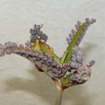 Kalanchoe daigremontiana plant with green leaves and unique growth pattern.
