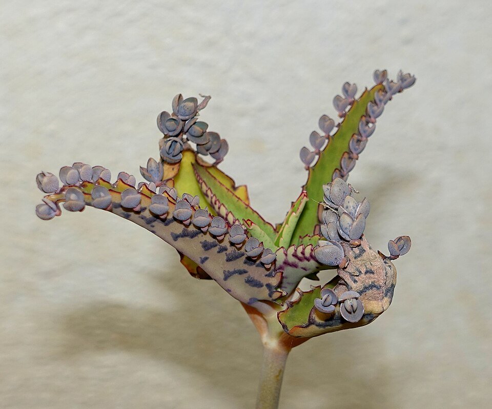 Kalanchoe daigremontiana plant with green leaves and unique growth pattern.