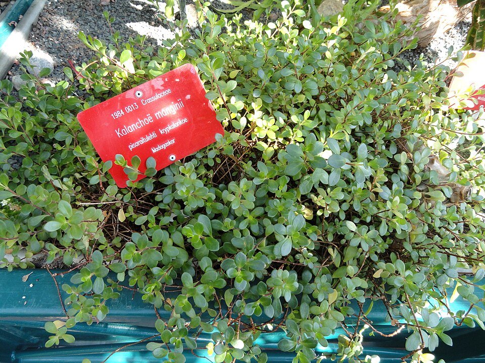 Kalanchoe manginii plant in Botanical Garden setting, Helsinki.