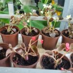 Kalanchoideae succulente plant met groene bladeren en oranje bloemen.