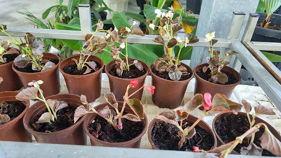 Kalanchoideae succulente plant met groene bladeren en oranje bloemen.