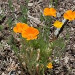 Gele Eschscholzia bloem groeiend in kleigrond.