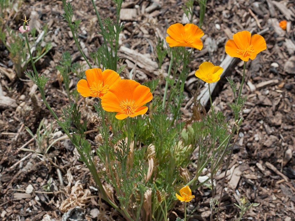 Gele Eschscholzia bloem groeiend in kleigrond.